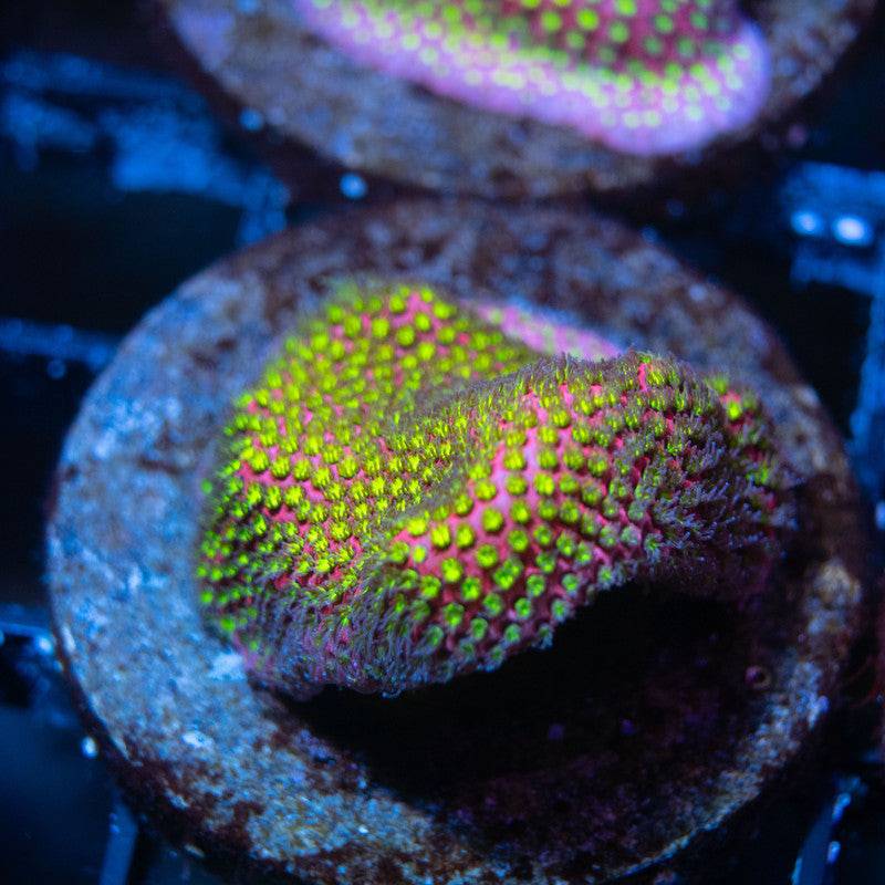 WWC Electric Daisy Stylocoeniella - AquaGemCorals