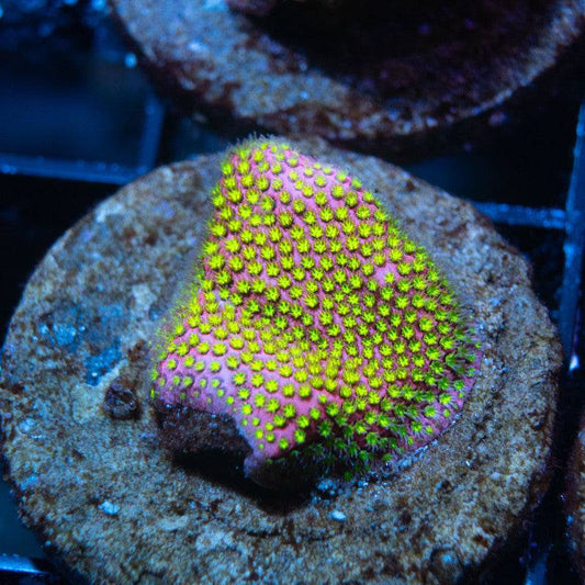 WWC Electric Daisy Stylocoeniella - AquaGemCorals