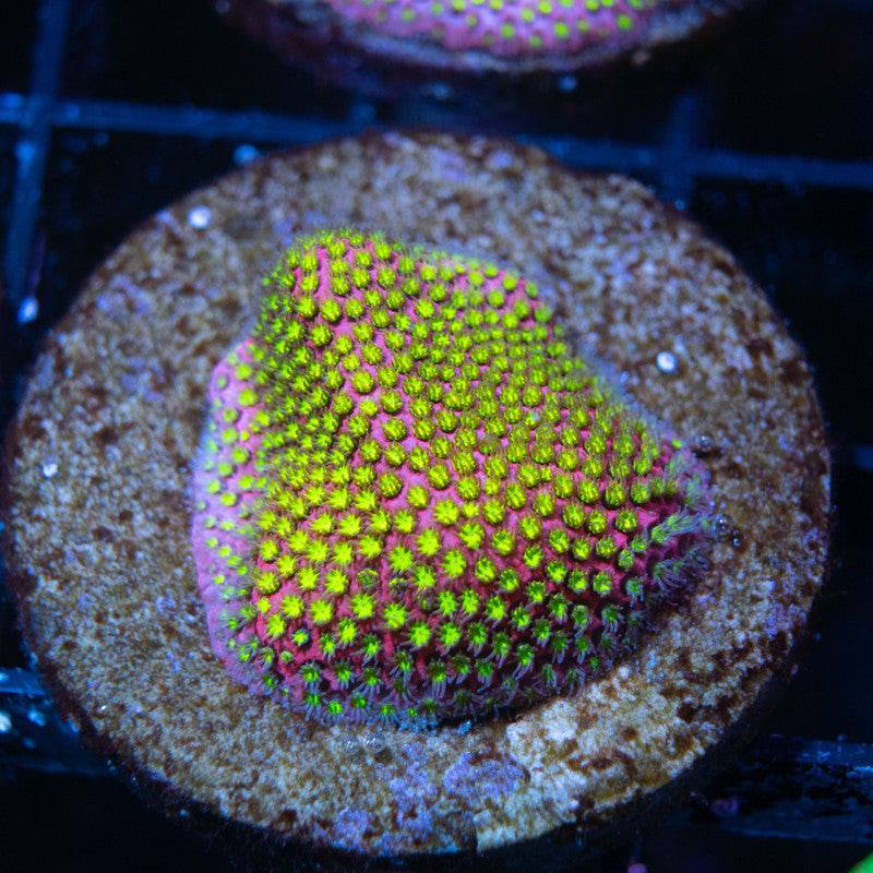 WWC Electric Daisy Stylocoeniella - AquaGemCorals