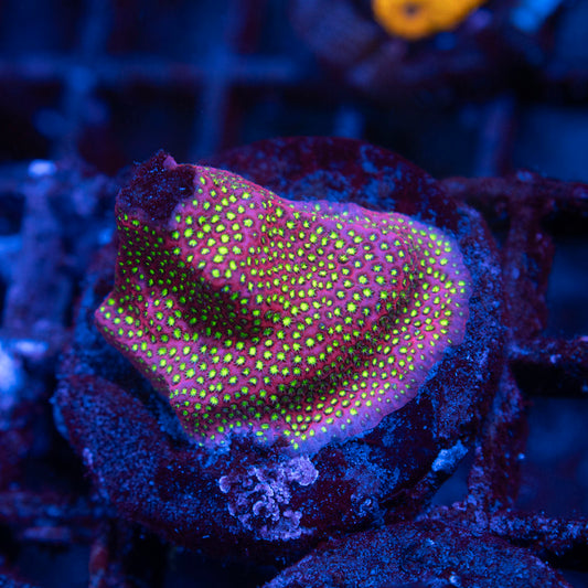 WWC Electric Daisy Stylocoeniella - AquaGemCorals