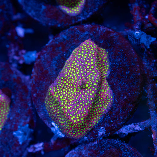 WWC Electric Daisy Stylocoeniella - AquaGemCorals