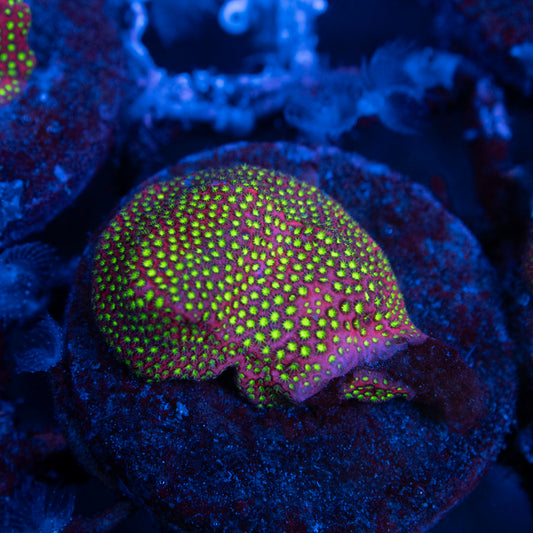WWC Electric Daisy Stylocoeniella - AquaGemCorals