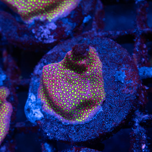WWC Electric Daisy Stylocoeniella - AquaGemCorals