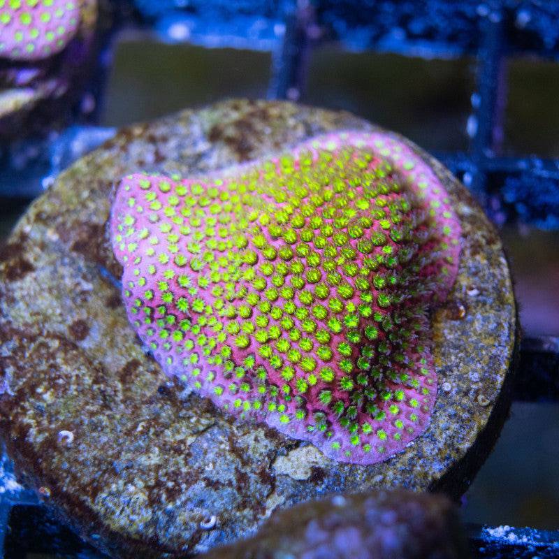 WWC Electric Daisy Stylocoeniella - AquaGemCorals