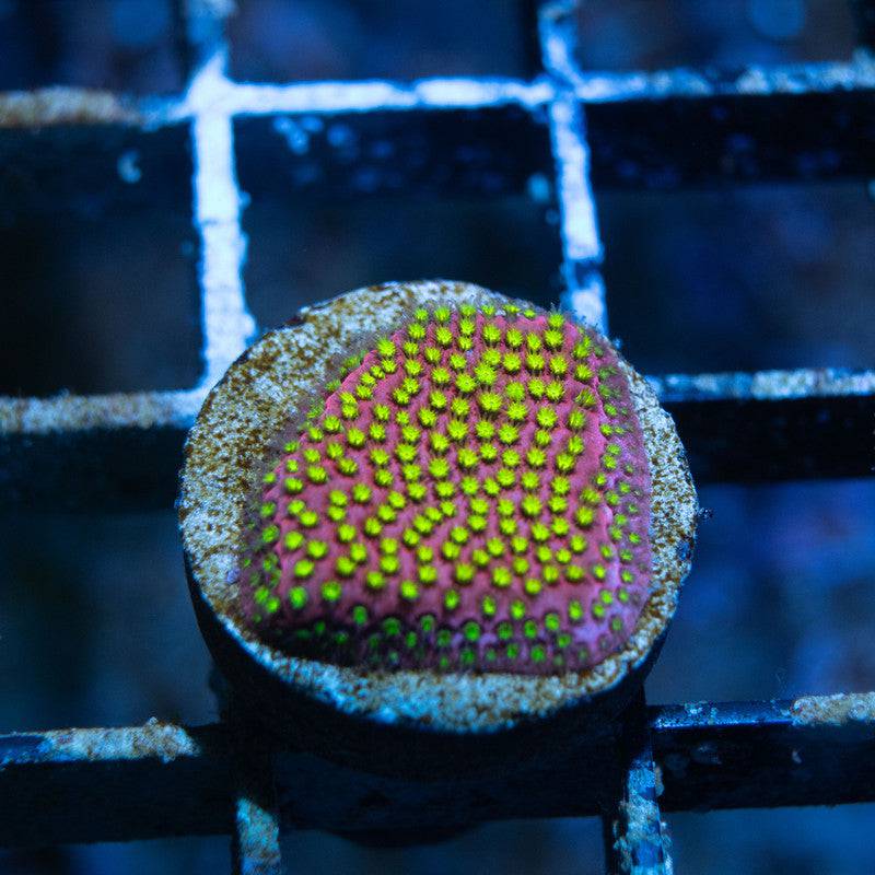 WWC Electric Daisy Stylocoeniella - AquaGemCorals