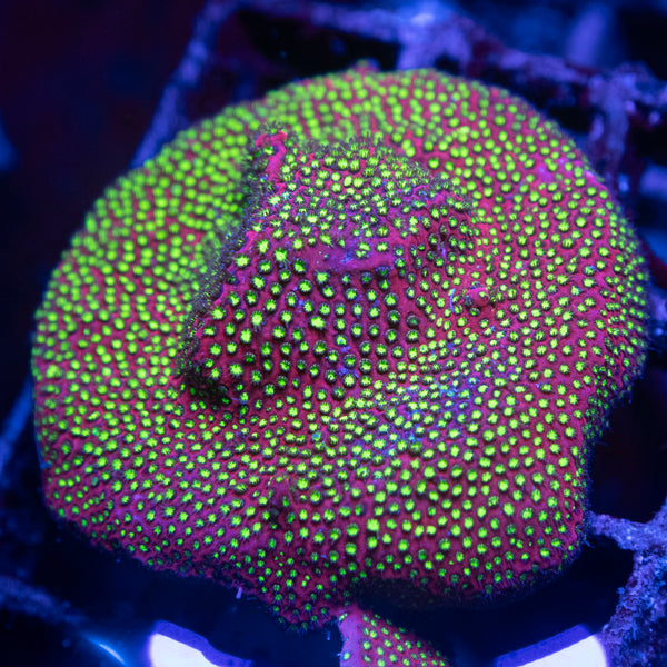 WWC Electric Daisy Stylocoeniella