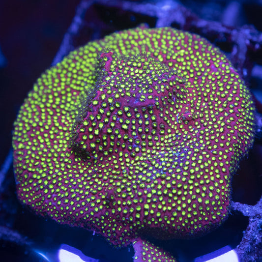 WWC Electric Daisy Stylocoeniella