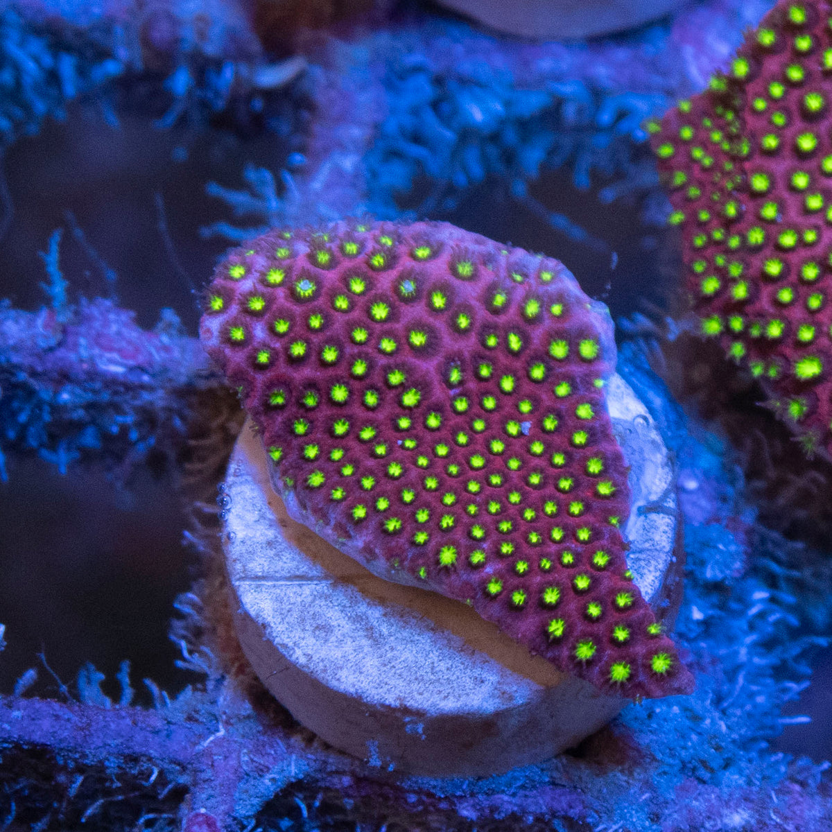 WWC Eletric Daisy  Stylocoeniella coral frag from AquaGem Corals