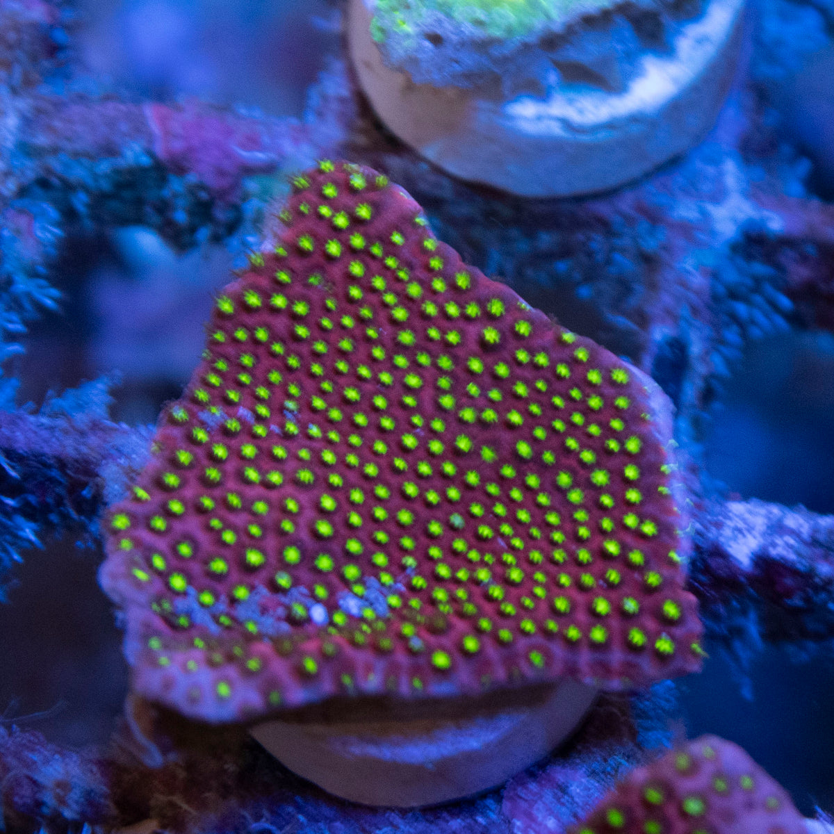 WWC Eletric Daisy  Stylocoeniella coral frag from AquaGem Corals