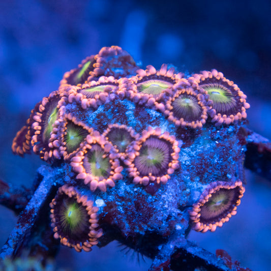 WWC Laffy Taff Zoas WYSIWYG coral from AquaGemCorals