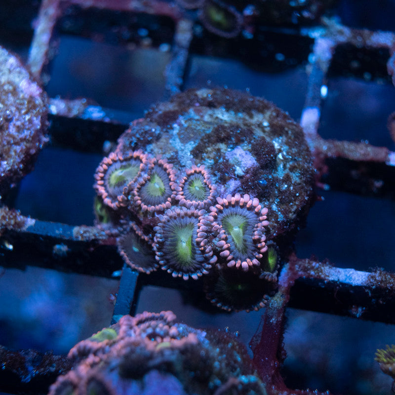 WWC Laffy Taffy Zoa