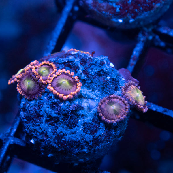WWC Laffy Taffy Zoas