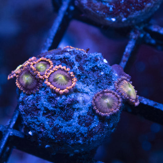 WWC Laffy Taffy Zoas