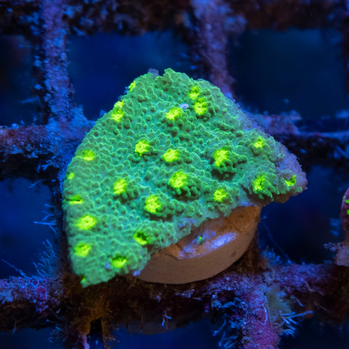WWC Neon Astreopora coral frag from AquaGem Corals