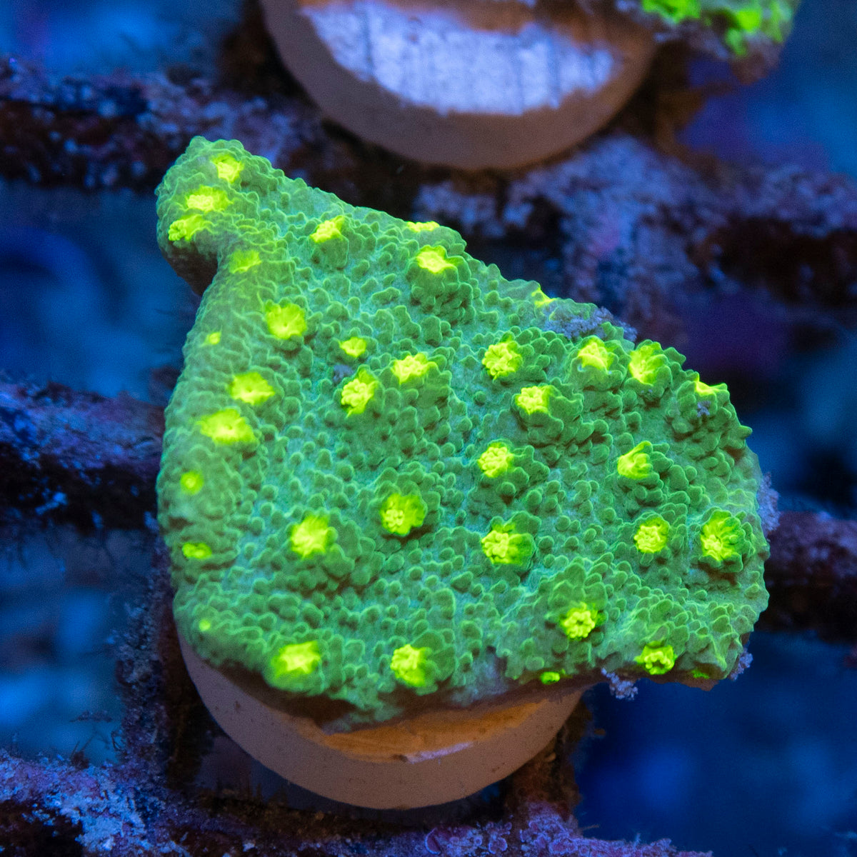 WWC Neon Astreopora coral frag from AquaGem Corals
