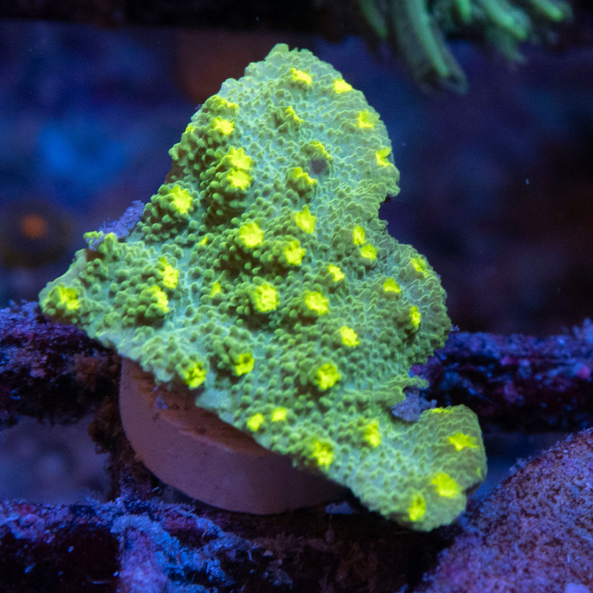 WWC Neon Astreopora coral frag from AquaGem Corals