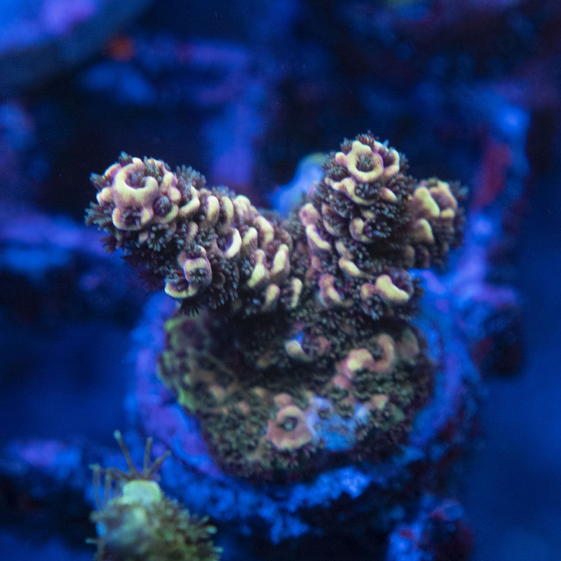 WWC Pink Panther Acro WYSIWYG live coral for sale at AquaGemCorals