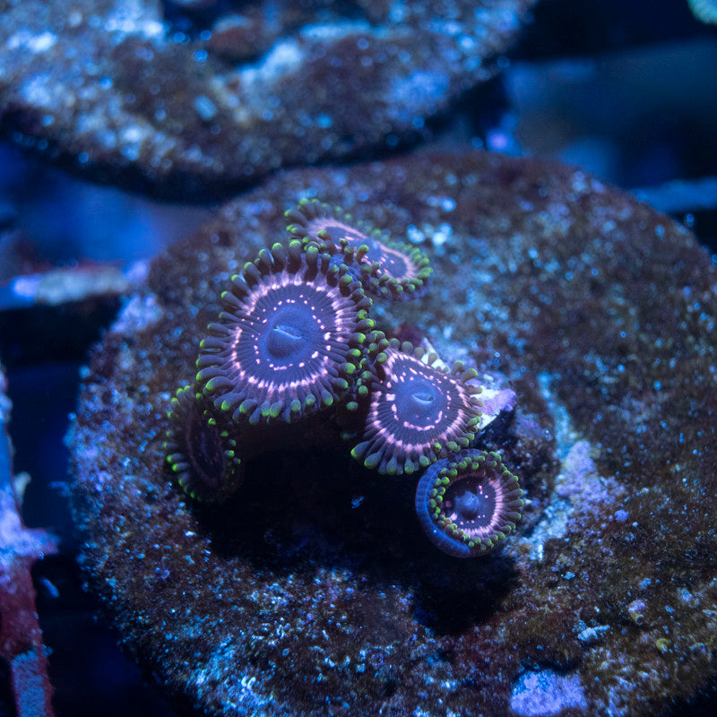 WWC Tasers Zoanthids