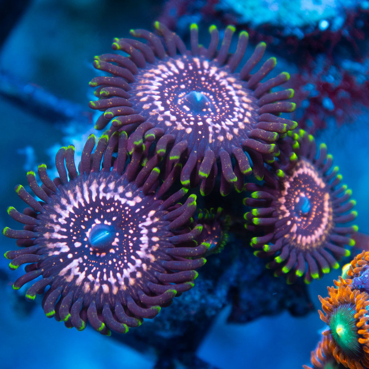WWC Tazer Zoa live reef coral - AquaGemCorals