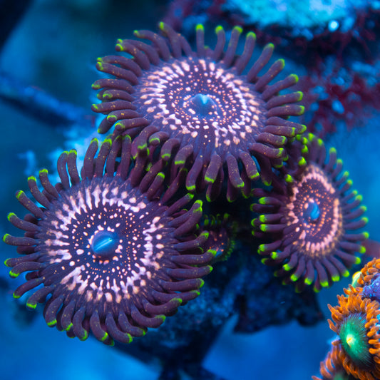 WWC Tazer Zoa live reef coral - AquaGemCorals