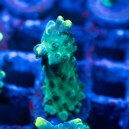 WWC Yellow Tip Acropora