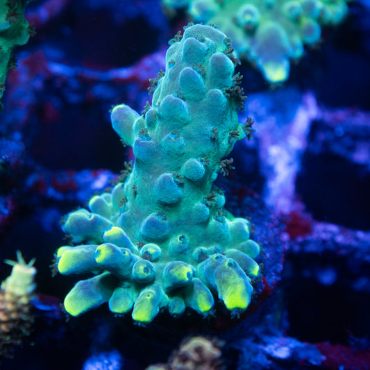 WWC Yellow Tip Acropora