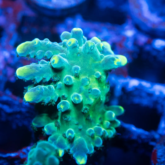 WWC Yellow Tip Acropora