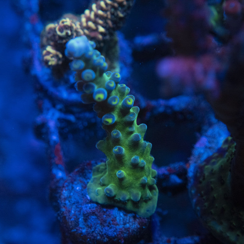 WWC Yellow Tip Acropora WYSIWYG live coral for sale at AquaGemCorals