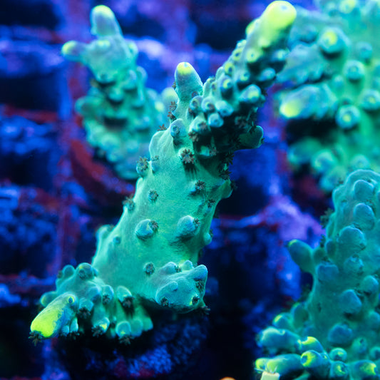 WWC Yellow Tip Acropora