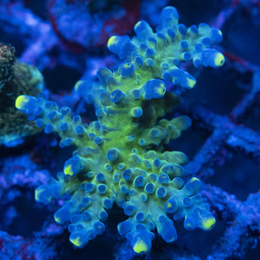 WWC Yellow Tip Acropora WYSIWYG live coral for sale at AquaGemCorals