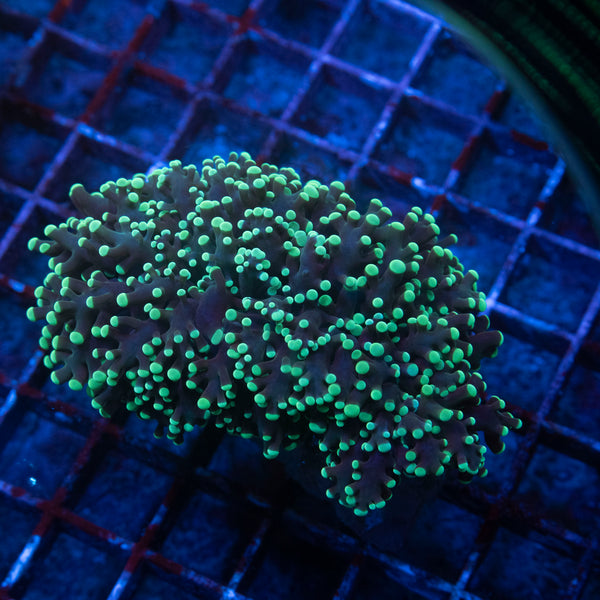 Wall Frogspawn