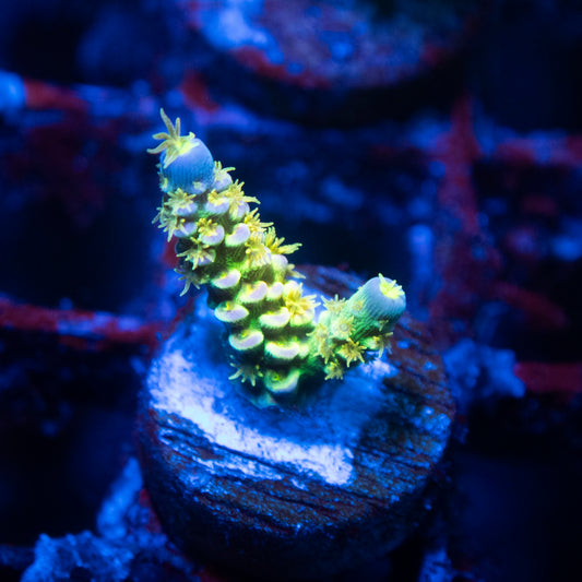 Walt Disney Acropora