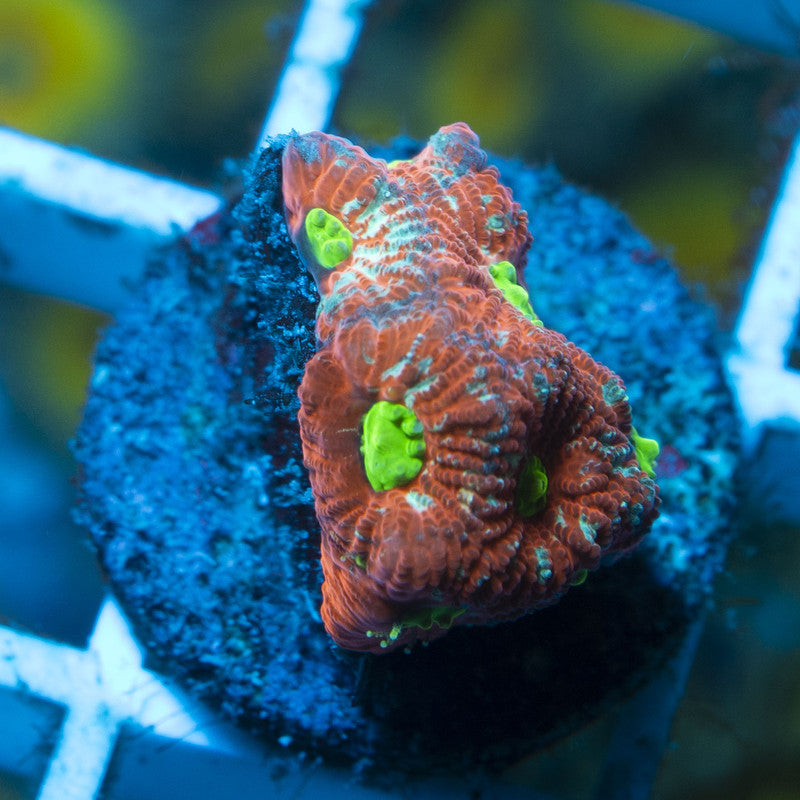 War Faviets live coral for reef aquarium