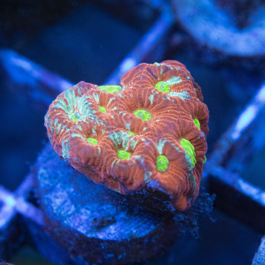 War Favites WYSIWYG live coral for sale at AquaGemCorals