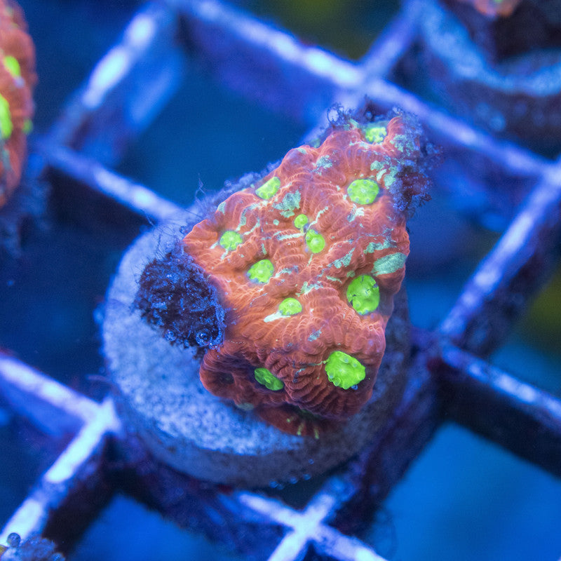 War Favites WYSIWYG live coral for sale at AquaGemCorals