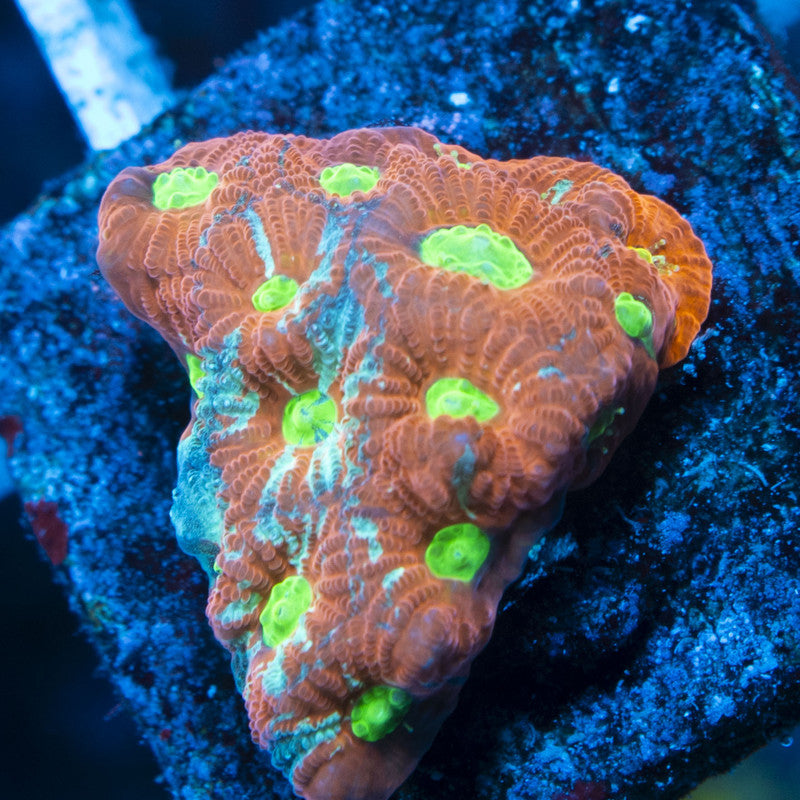 War Favites live coral for reef aquarium