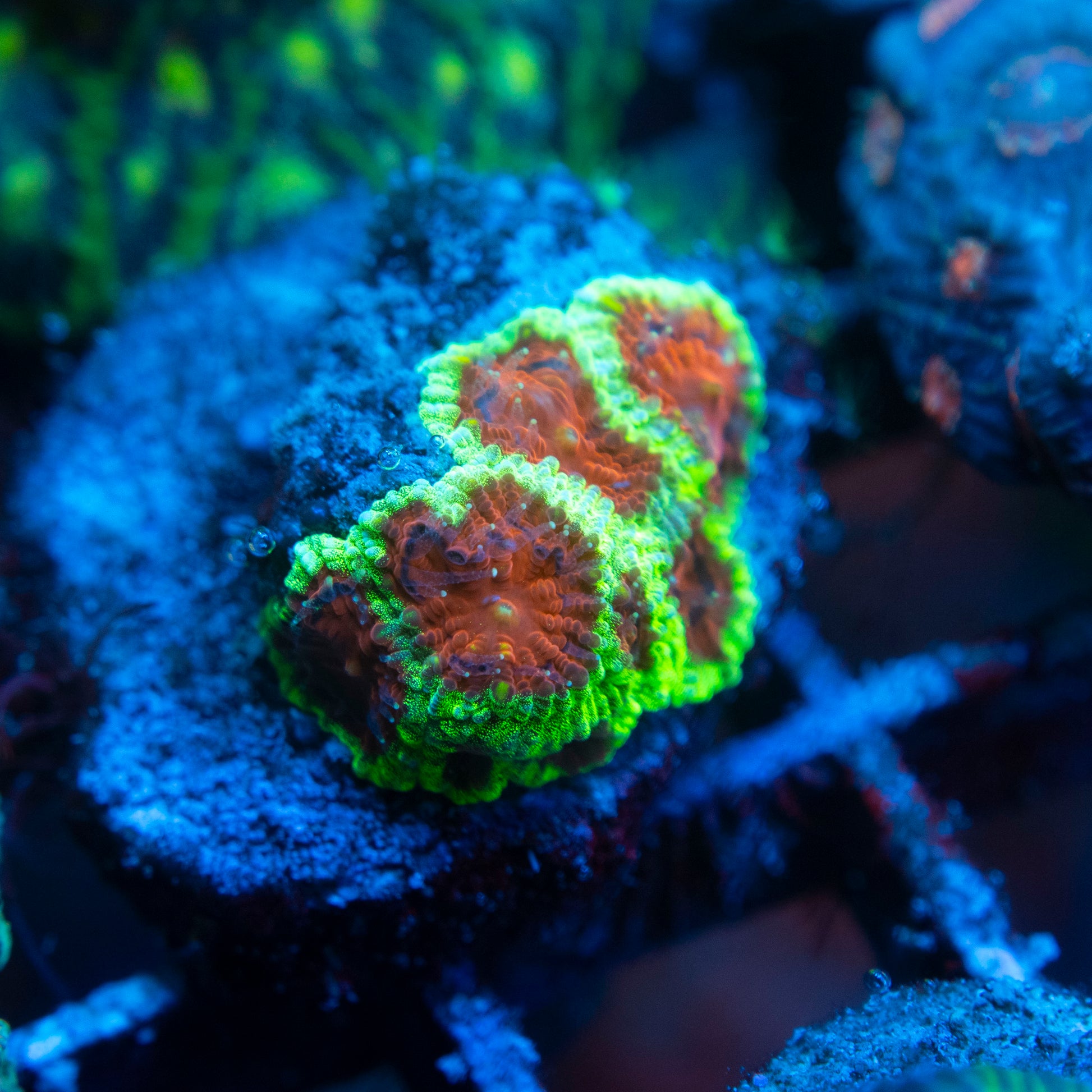 Watermelon Favia WYSIWYG coral from AquaGemCorals