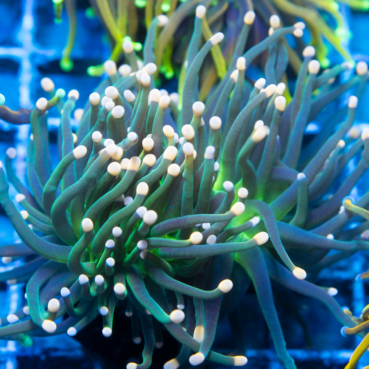 White Tip Green Torch live reef coral - AquaGemCorals