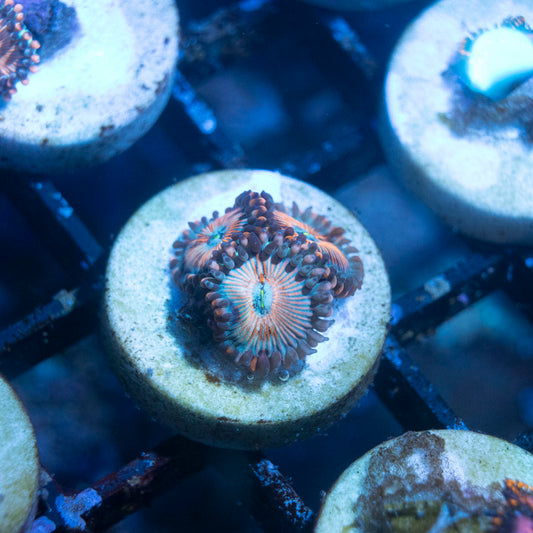 White Zombie Zoa