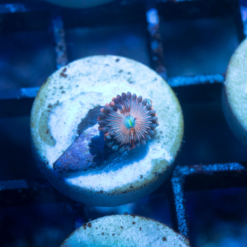 White Zombie Zoa