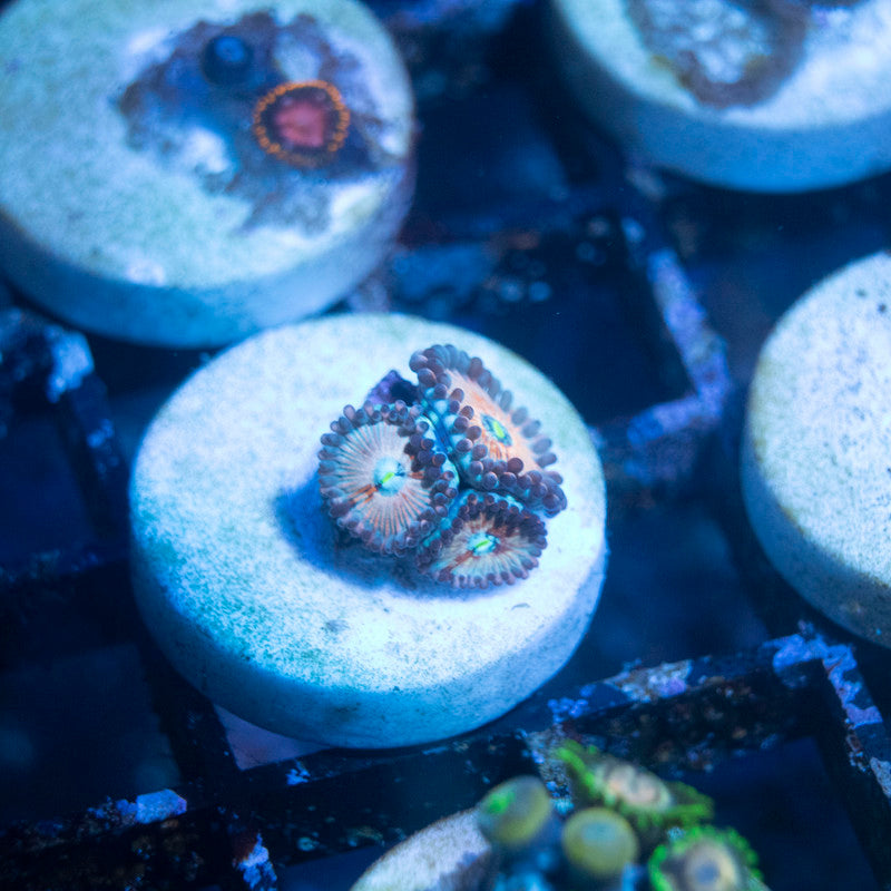 White Zombie Zoa