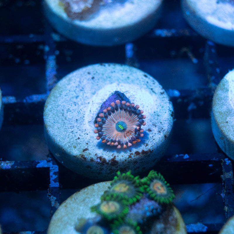 White Zombie Zoa