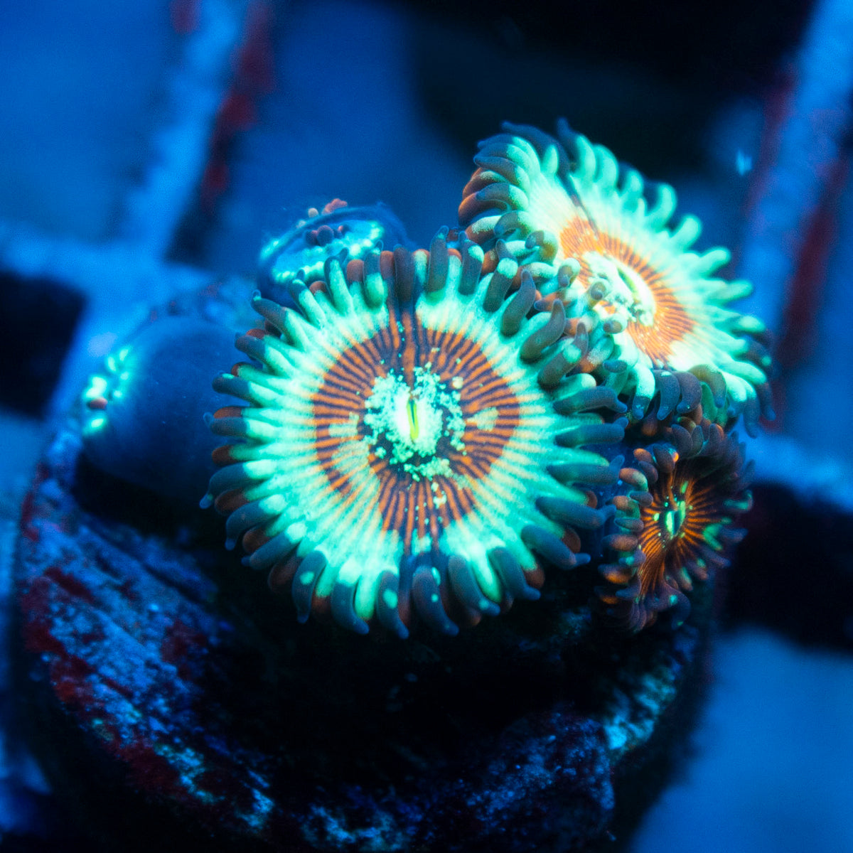 White Zombie Zoa live reef coral - AquaGemCorals