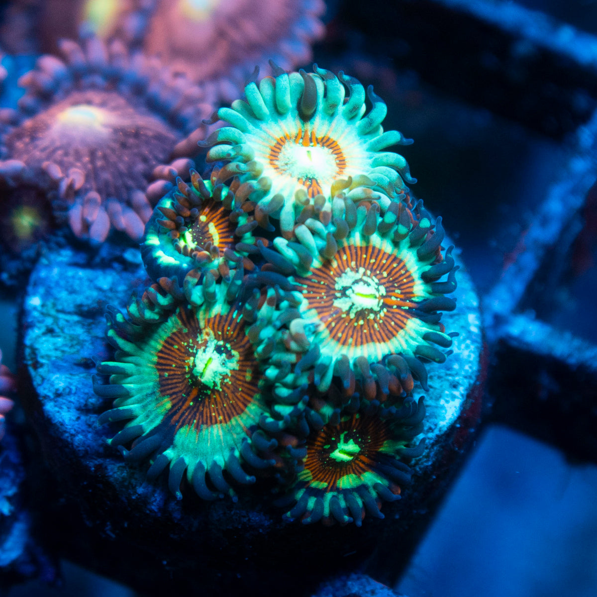 White Zombie Zoa live reef coral - AquaGemCorals