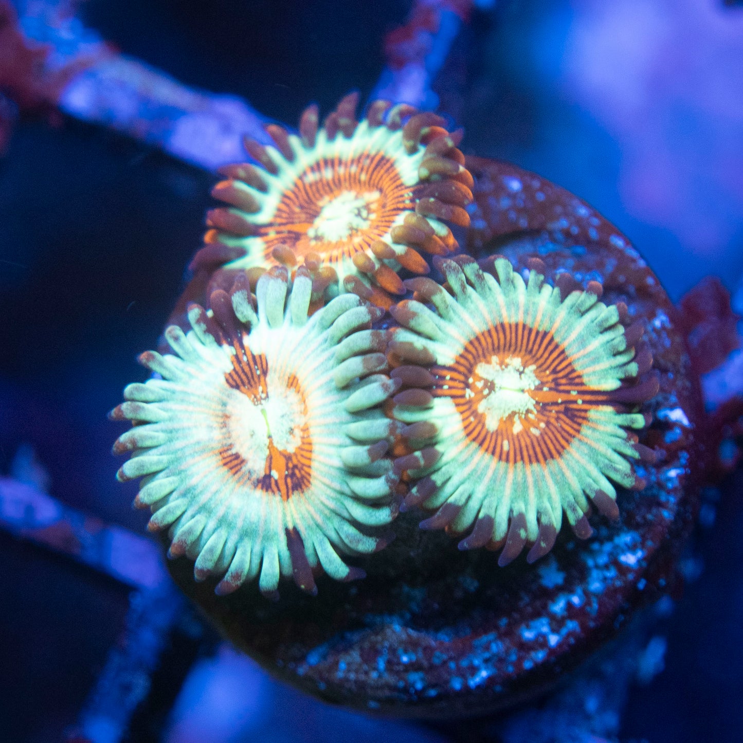 White Zombie  Zoas  WYSIWYG coral from AquaGemCorals
