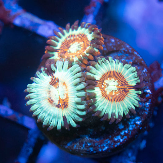 White Zombie  Zoas  WYSIWYG coral from AquaGemCorals
