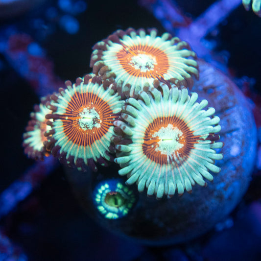 White Zombie  Zoas  WYSIWYG coral from AquaGemCorals