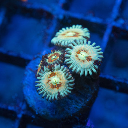 White Zombie Zoas WYSIWYG live coral for sale at AquaGemCorals