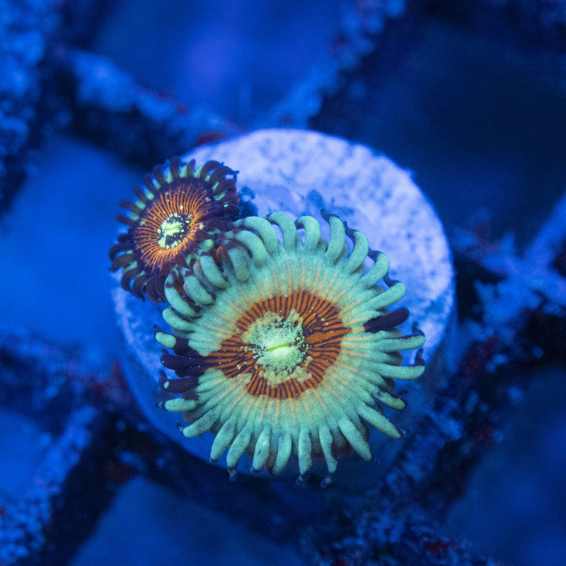 White Zombie Zoas WYSIWYG live coral for sale at AquaGemCorals
