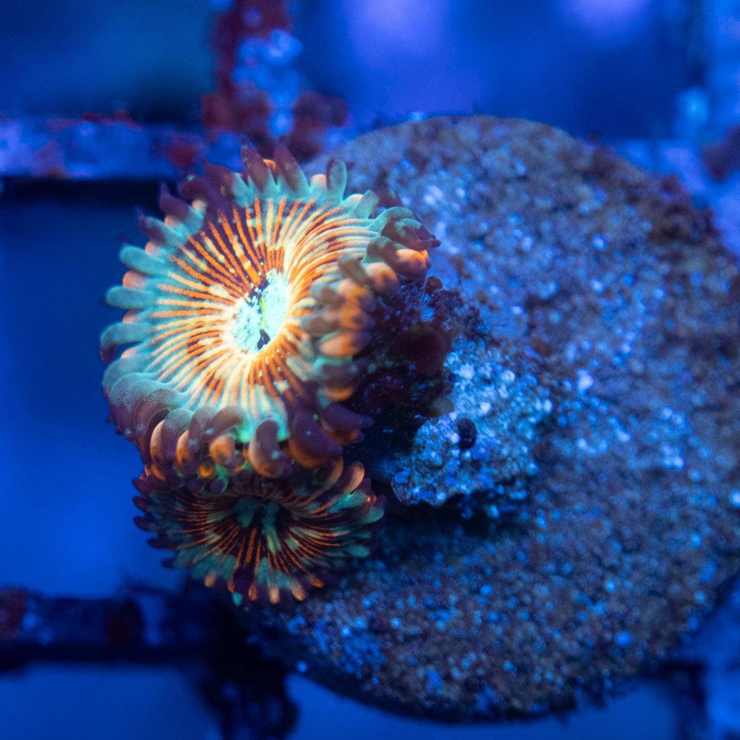 White Zombie  Zoas WYSIWYG coral from AquaGemCorals
